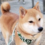 ぶどう
