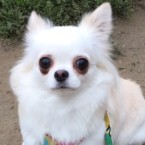 モアナ