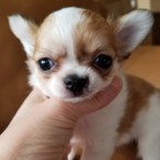 フィロ