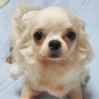 ぴー