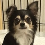 トライ