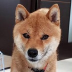 テツ