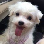 チャロ