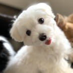 シュガー