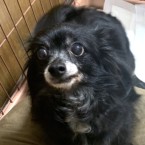 テディ