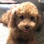 フミ