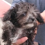 チワプー子犬