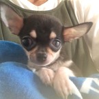 ビス