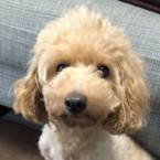 リーフ