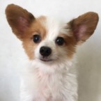 あお