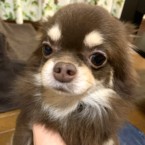 ムール