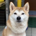 咲来(さくら)