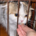 まよ