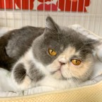 コットン