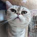 由有（ゆあ）