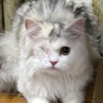ルシファ