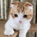 ダイナ