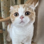 チェシャ