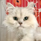 きんこ
