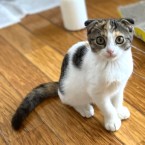 かなこ