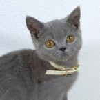 おくり