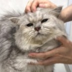 ポス