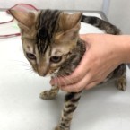 ダヤン