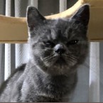 ダーシャ