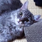 バレンティ