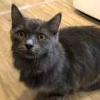 グリ
