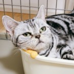 シュシュ