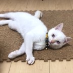 ハク
