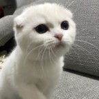エラ