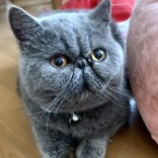 ななこ