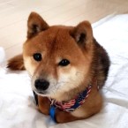 りよ