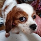 ふらら
