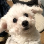 メリノ