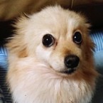 ダイアナ