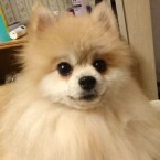 ドロシー