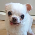 ネプ