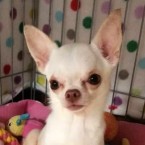 アヤティ