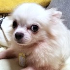 ハーツ