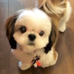 ソミ