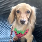 キュッキュッ
