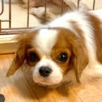 ズリ