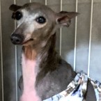 ポーリン