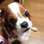 たまご