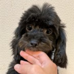 くろみ