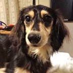 エル