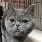 マカロン